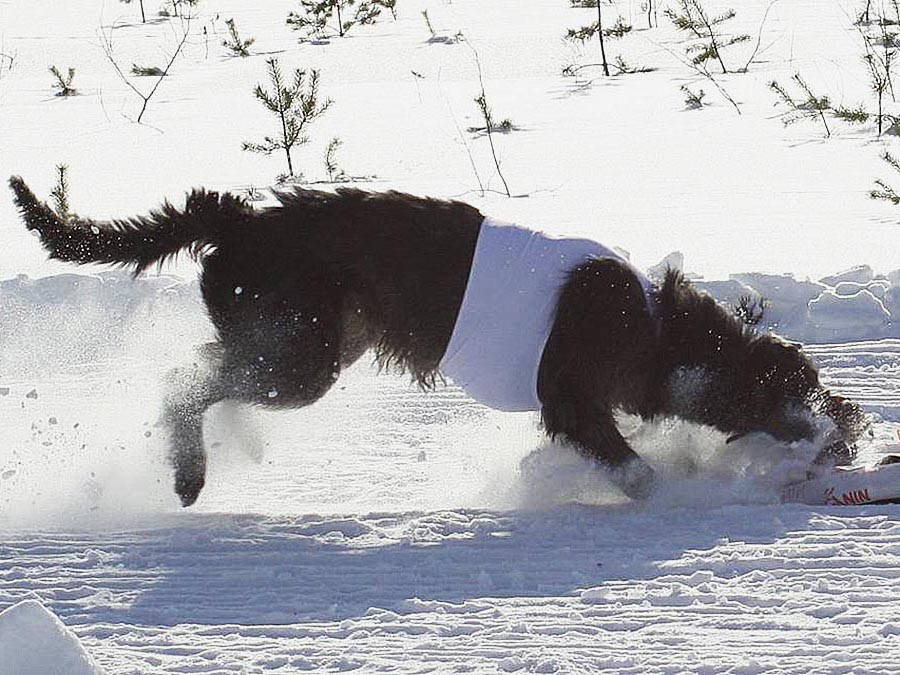 Irish Wolfhound. Kennel Tsarskaja Prihot