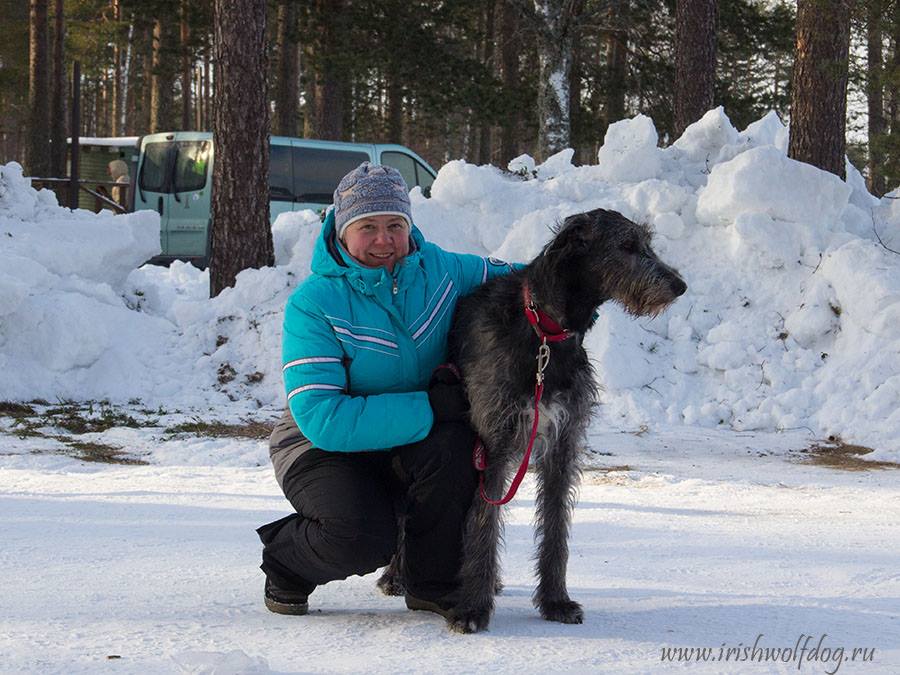 Irish Wolfhound. Kennel Tsarskaja Prihot