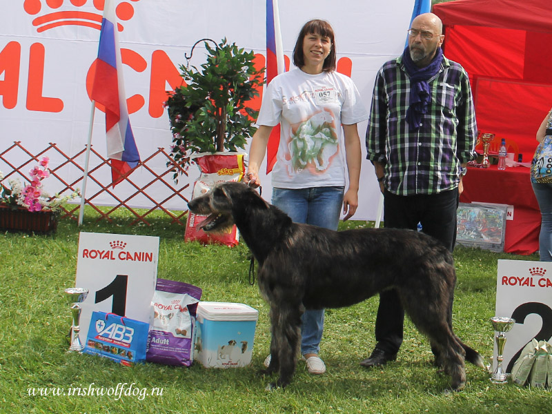 Irish Wolfhound. Kennel Tsarskaja Prihot