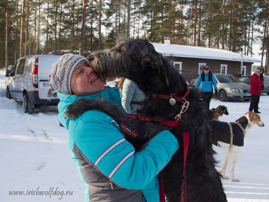 Irish Wolfhound. Kennel Tsarskaja Prihot