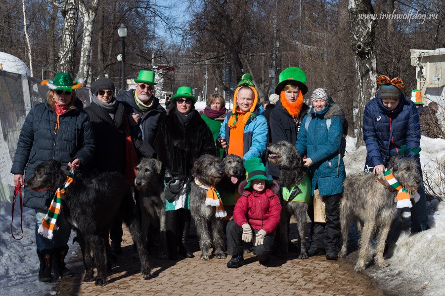 Irish Wolfhound. Kennel Tsarskaja Prihot