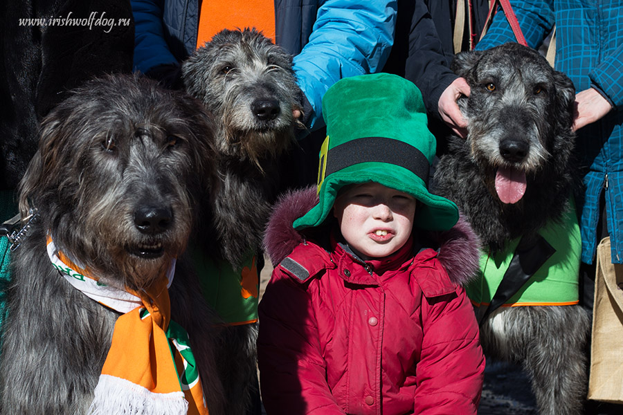 Irish Wolfhound. Kennel Tsarskaja Prihot