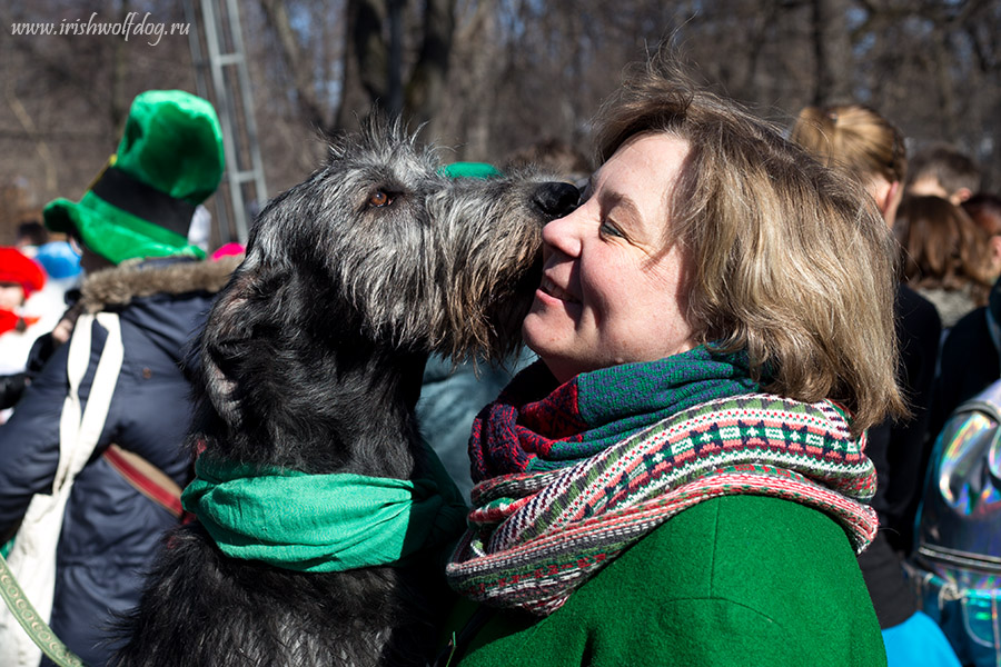 Irish Wolfhound. Kennel Tsarskaja Prihot