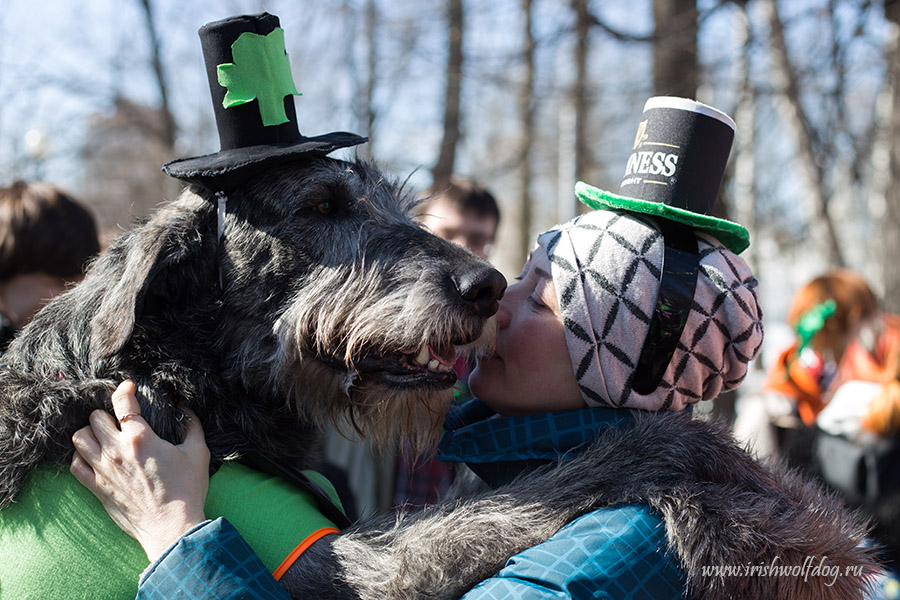 Irish Wolfhound. Kennel Tsarskaja Prihot