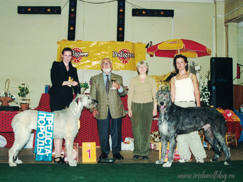 Irish Wolfhound. Kennel Tsarskaja Prihot