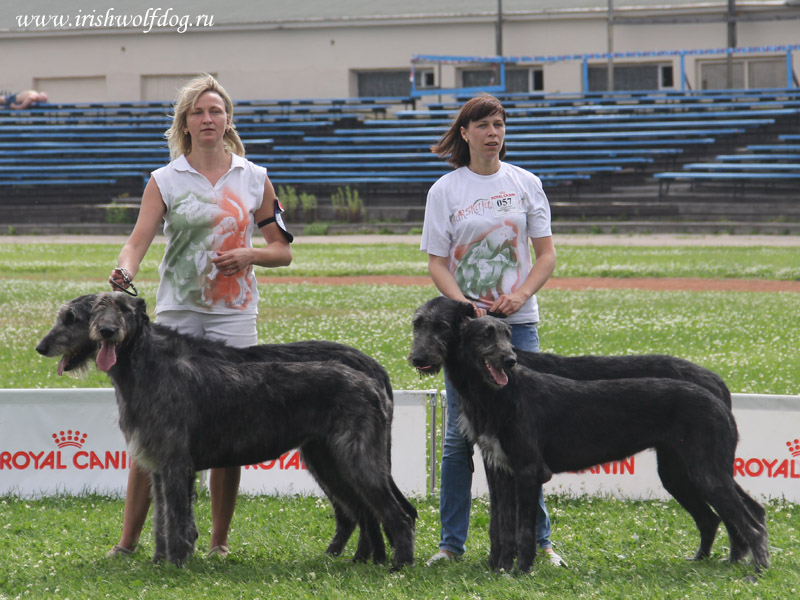 Irish Wolfhound. Kennel Tsarskaja Prihot