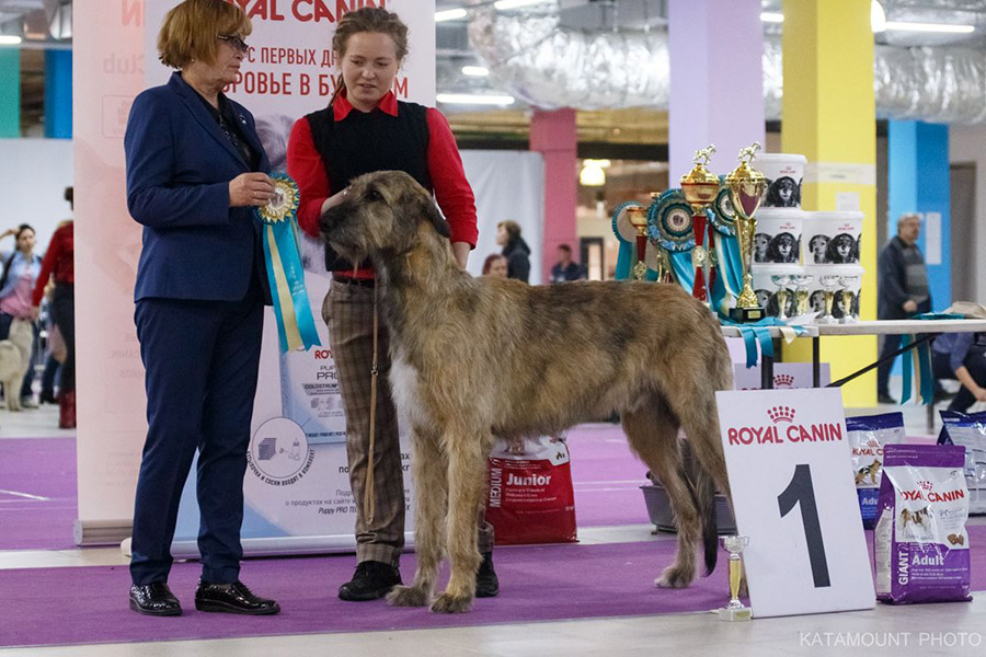 Irish Wolfhound. Kennel Tsarskaja Prihot