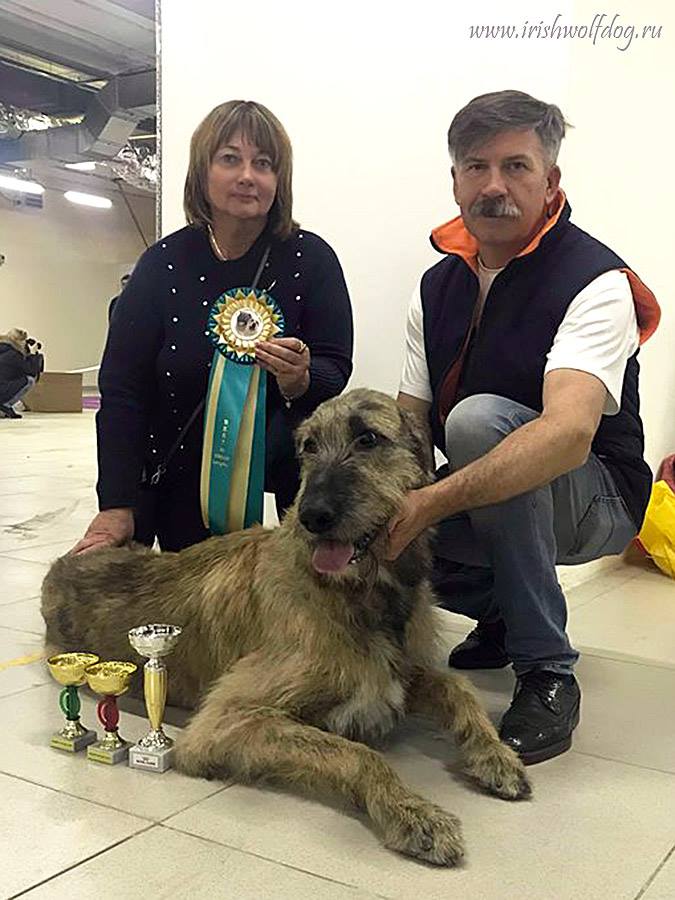 Irish Wolfhound. Kennel Tsarskaja Prihot