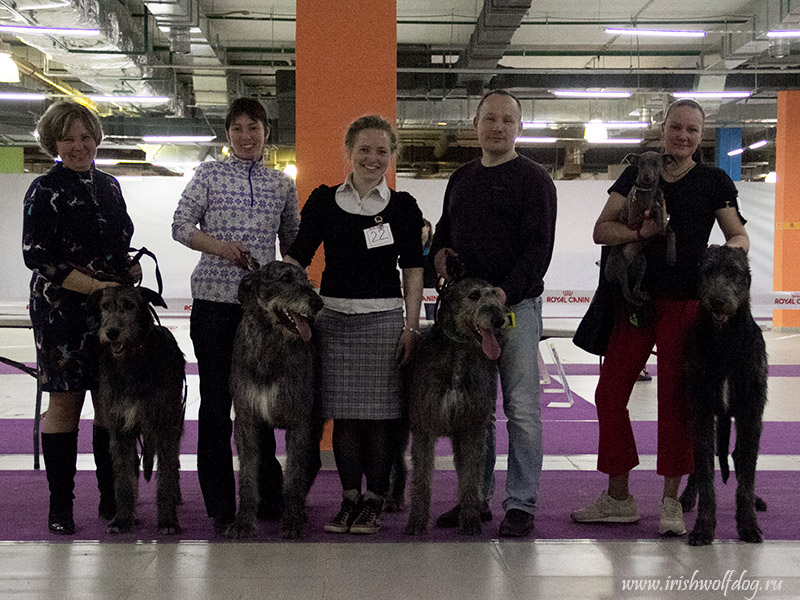 Irish Wolfhound. Kennel Tsarskaja Prihot