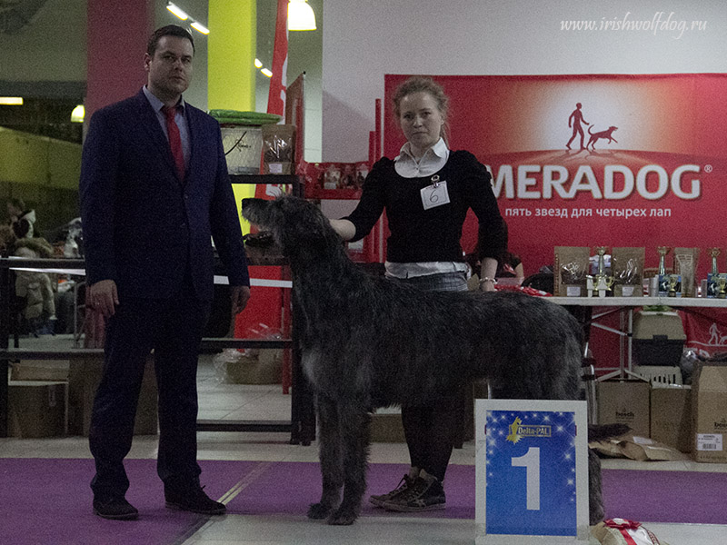 Irish Wolfhound. Kennel Tsarskaja Prihot