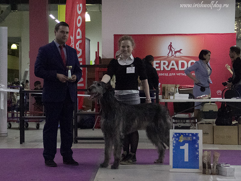 Irish Wolfhound. Kennel Tsarskaja Prihot