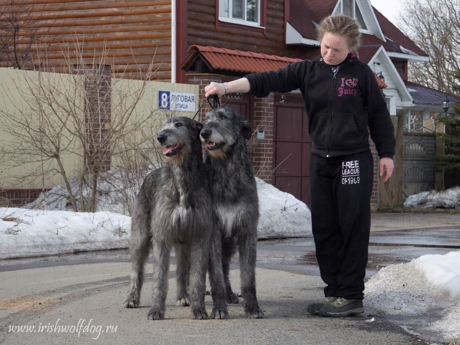 Irish Wolfhound. Kennel Tsarskaja Prihot