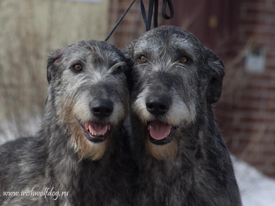 Irish Wolfhound. Kennel Tsarskaja Prihot