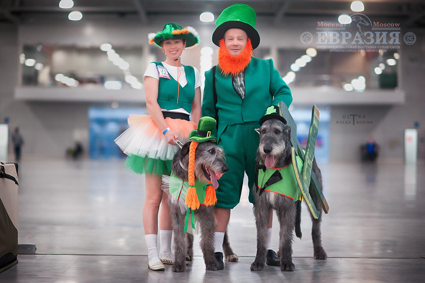 Ирландский волкодав. Питомник Царская Прихоть Irish Wolfhound. Kennel Tsarskaja Prihot
