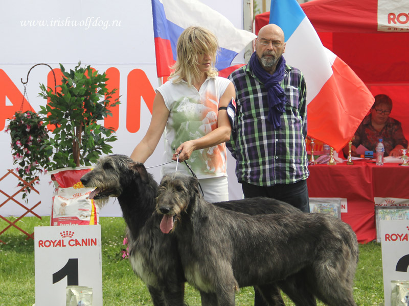 Irish Wolfhound. Kennel Tsarskaja Prihot