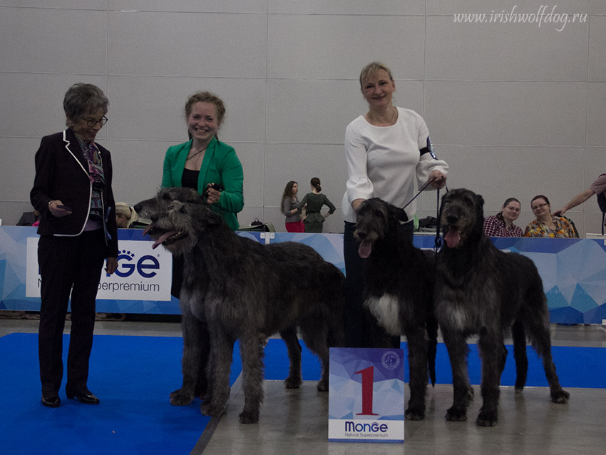 Irish Wolfhound. Kennel Tsarskaja Prihot