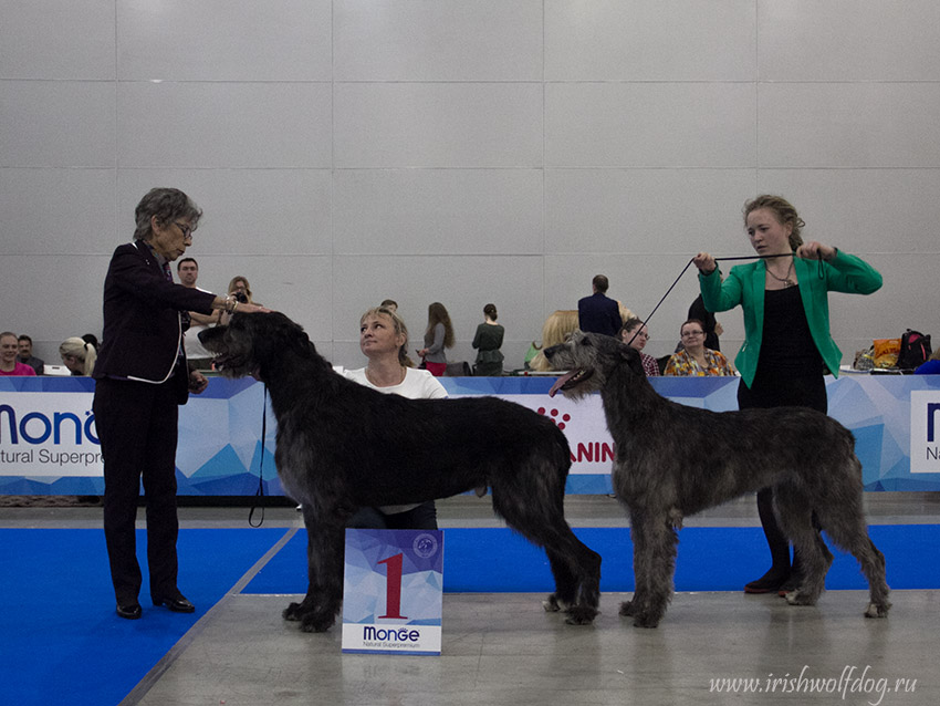 Irish Wolfhound. Kennel Tsarskaja Prihot