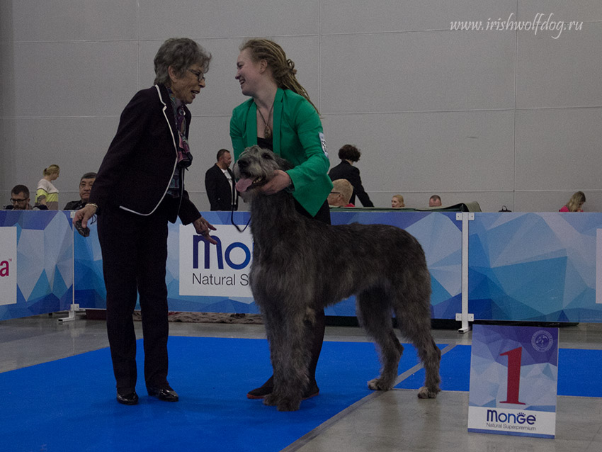 Irish Wolfhound. Kennel Tsarskaja Prihot