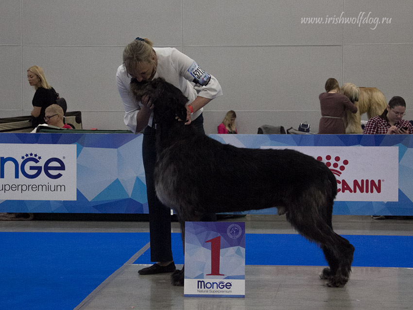 Irish Wolfhound. Kennel Tsarskaja Prihot