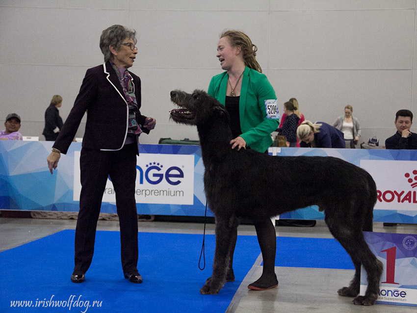 Irish Wolfhound. Kennel Tsarskaja Prihot