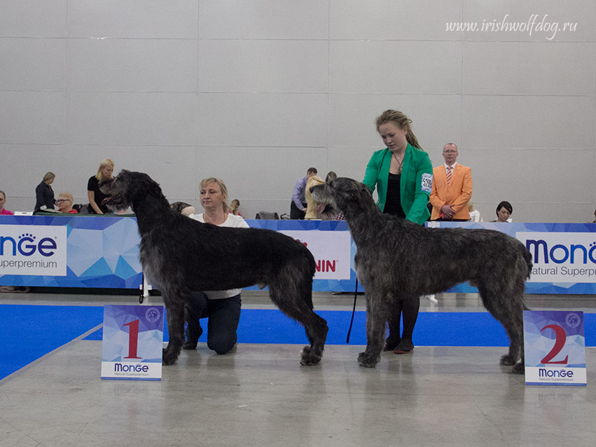 Irish Wolfhound. Kennel Tsarskaja Prihot