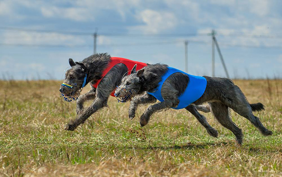 Irish Wolfhound. Kennel Tsarskaja Prihot