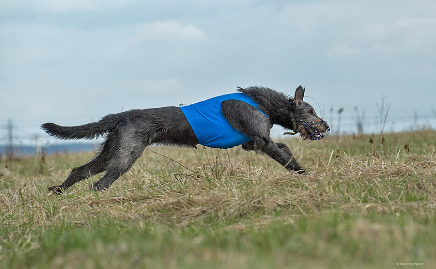 Irish Wolfhound. Kennel Tsarskaja Prihot