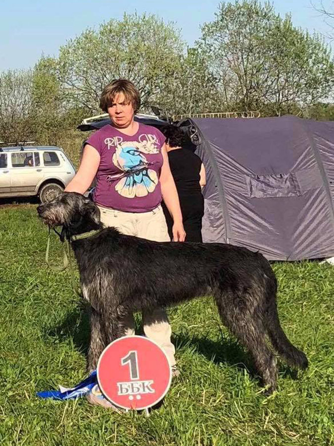 Irish Wolfhound. Kennel Tsarskaja Prihot