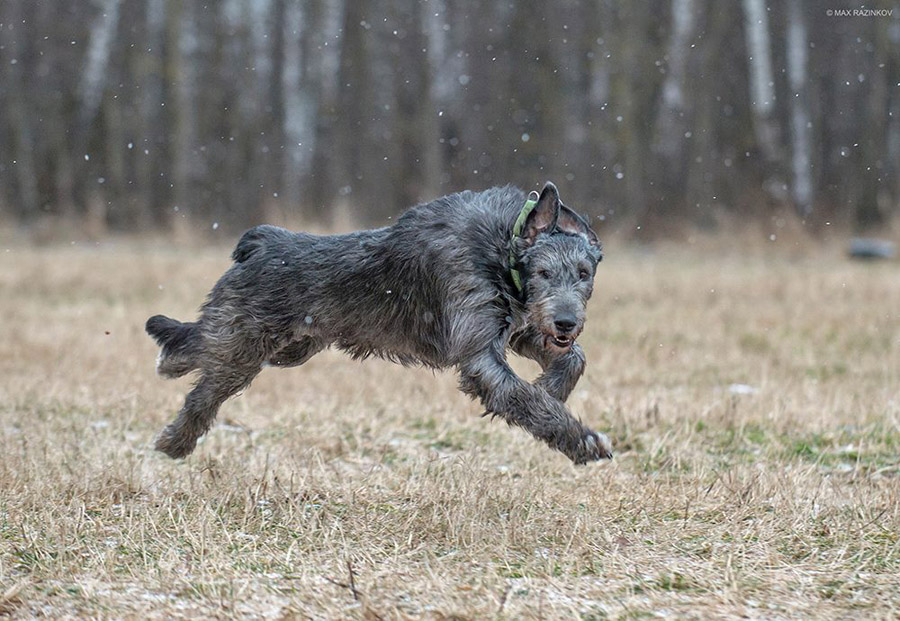 Irish Wolfhound. Kennel Tsarskaja Prihot