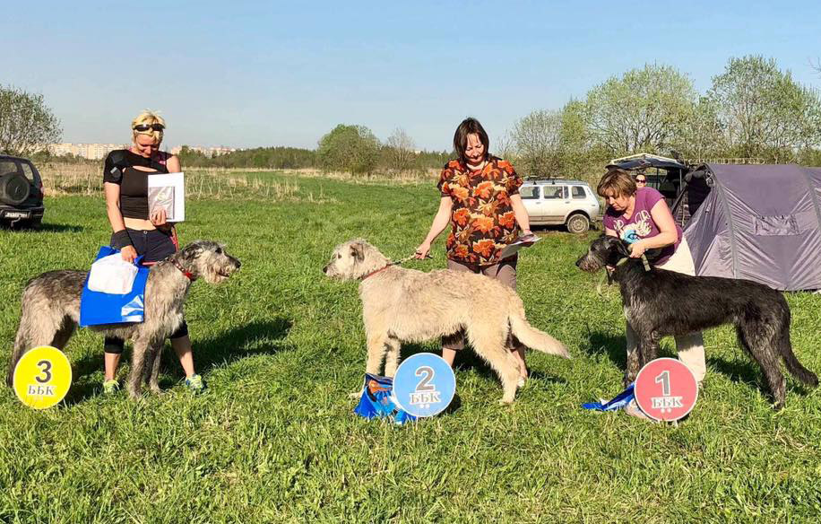 Irish Wolfhound. Kennel Tsarskaja Prihot