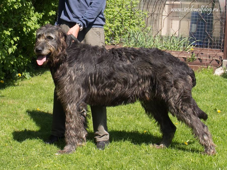 Irish Wolfhound. Kennel Tsarskaja Prihot