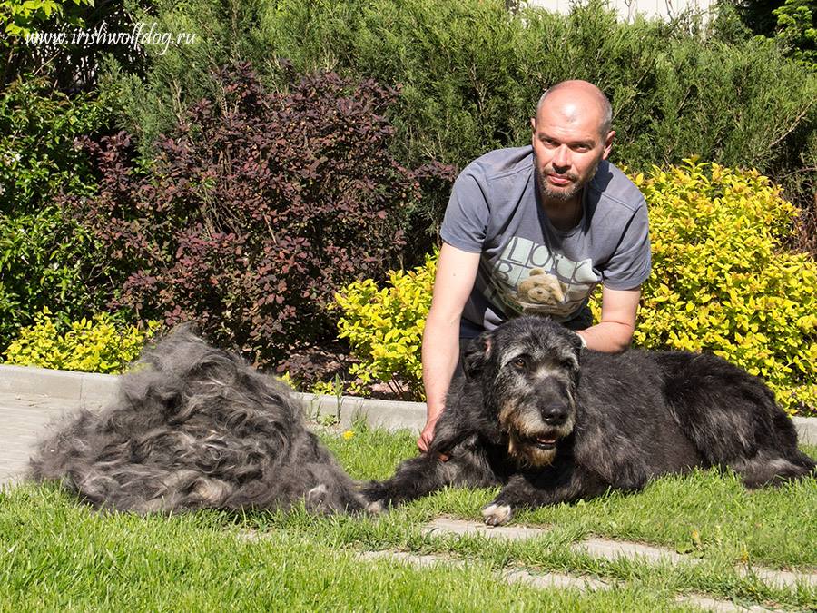 Irish Wolfhound. Kennel Tsarskaja Prihot