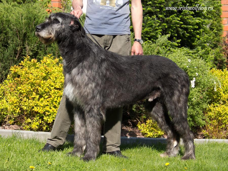 Irish Wolfhound. Kennel Tsarskaja Prihot