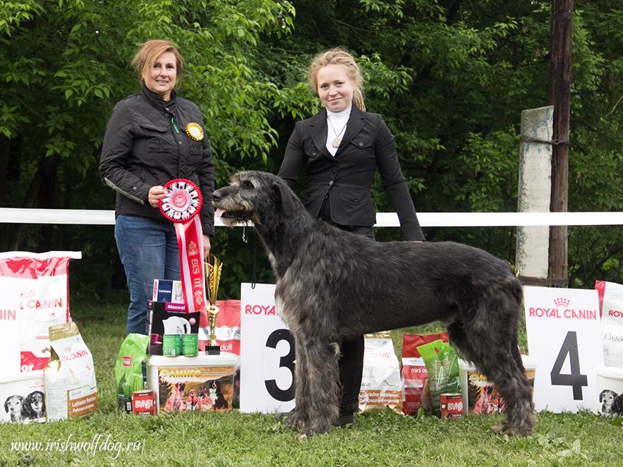 Irish Wolfhound. Kennel Tsarskaja Prihot