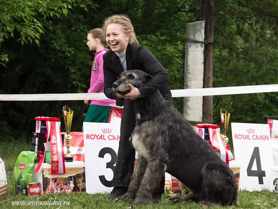 Irish Wolfhound. Kennel Tsarskaja Prihot