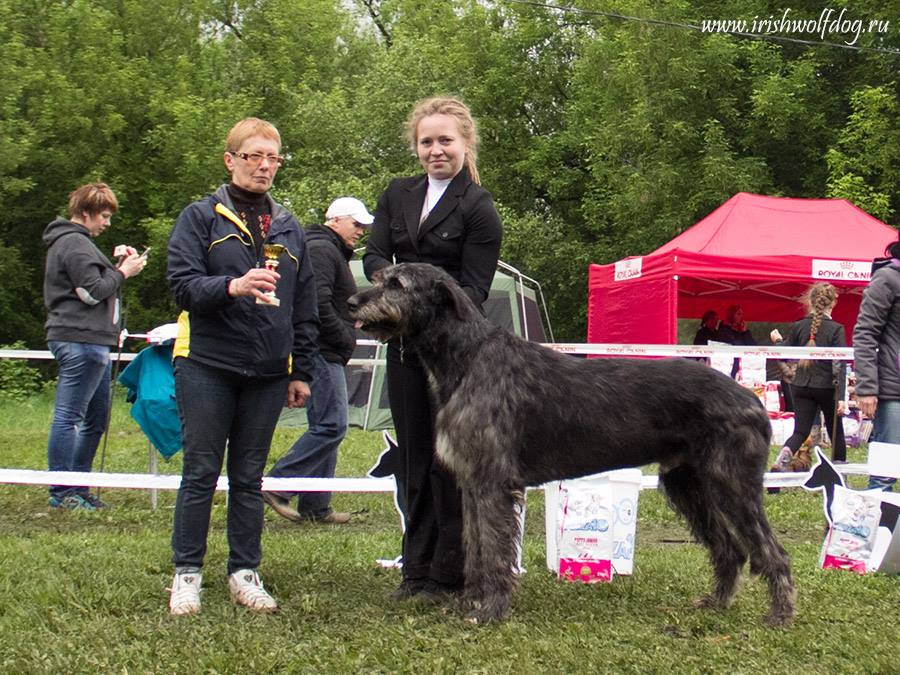 Irish Wolfhound. Kennel Tsarskaja Prihot