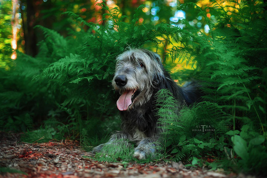 Irish Wolfhound. Kennel Tsarskaja Prihot