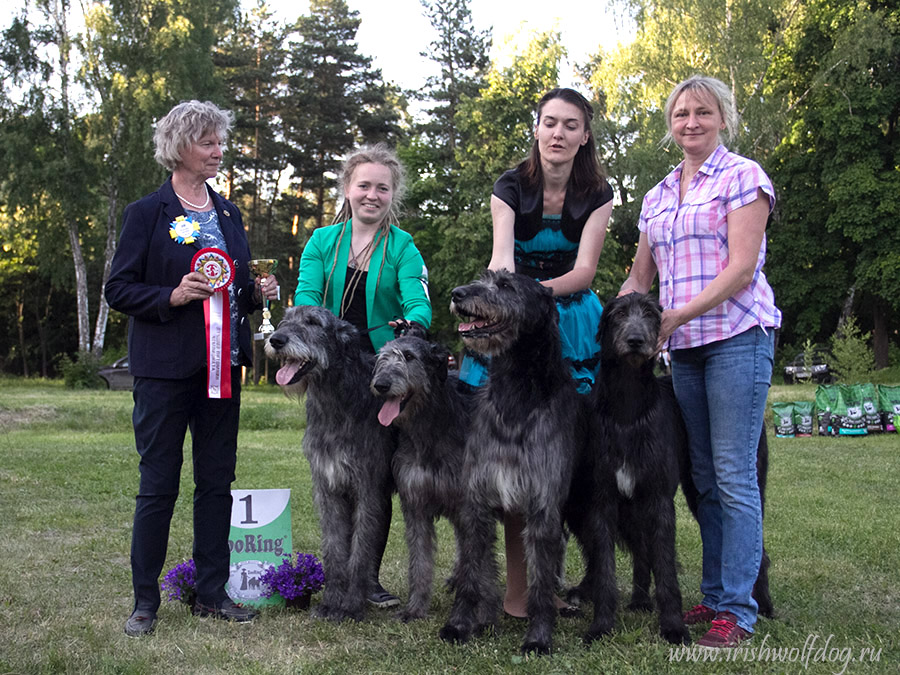 Лучший питомник породы и Чемпионата Irish Wolfhound. Kennel Tsarskaja Prihot