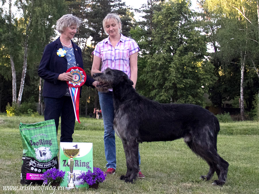 Irish Wolfhound. Kennel Tsarskaja Prihot