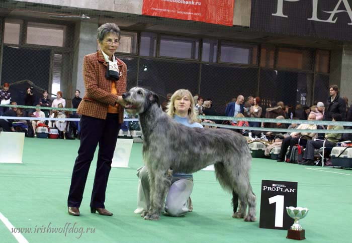 Irish Wolfhound. Kennel Tsarskaja Prihot