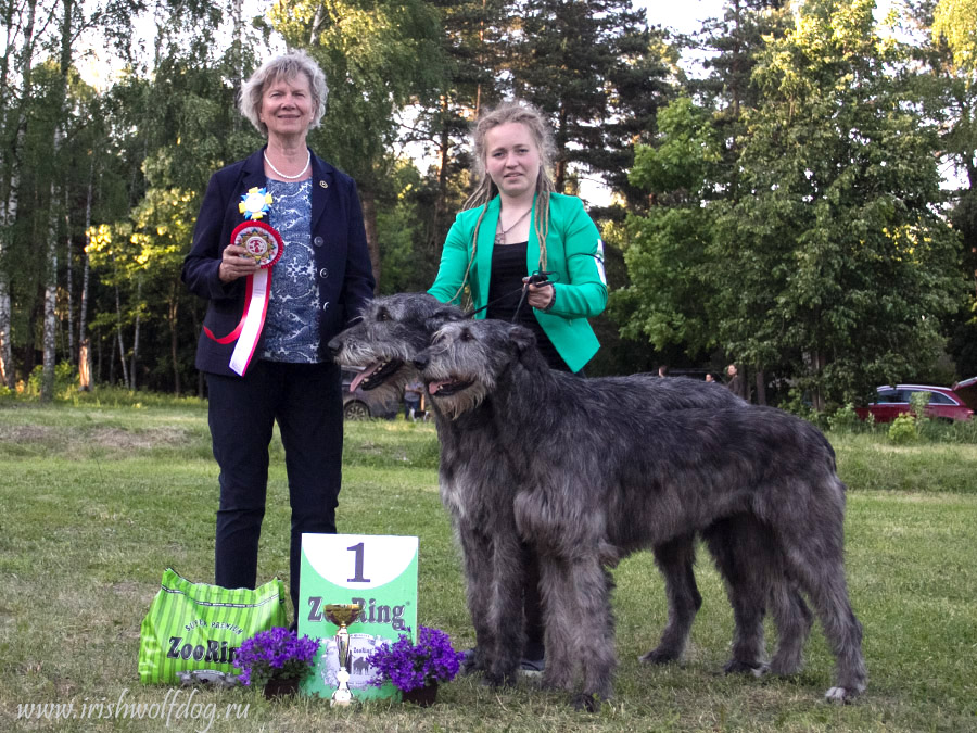 Лучшая пара породы и Чемпионата Irish Wolfhound. Kennel Tsarskaja Prihot