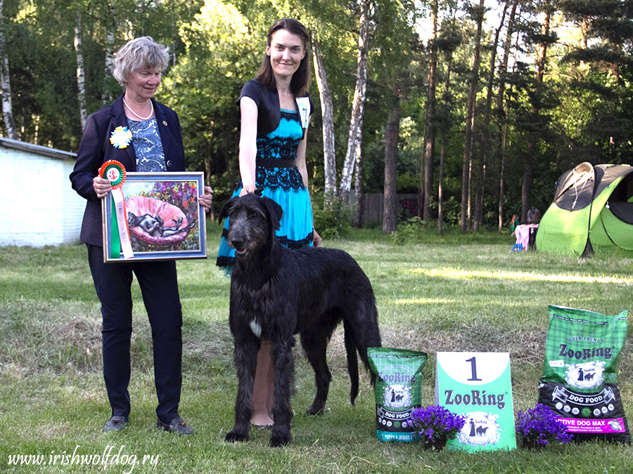 Irish Wolfhound. Kennel Tsarskaja Prihot