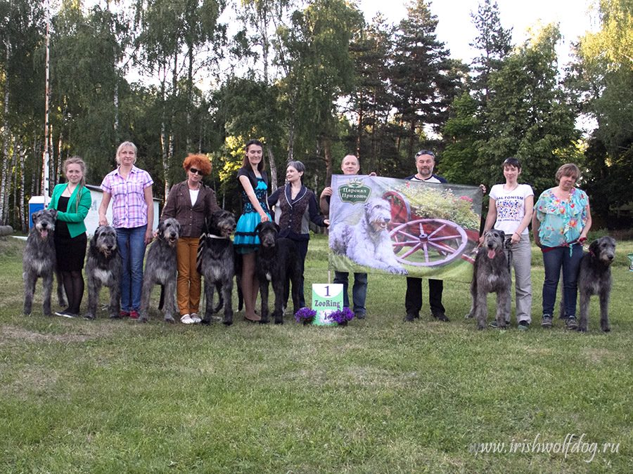 Irish Wolfhound. Kennel Tsarskaja Prihot