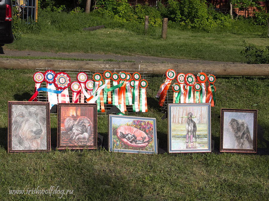 Ирландский волкодав. Питомник Царская Прихоть Irish Wolfhound. Kennel Tsarskaja Prihot