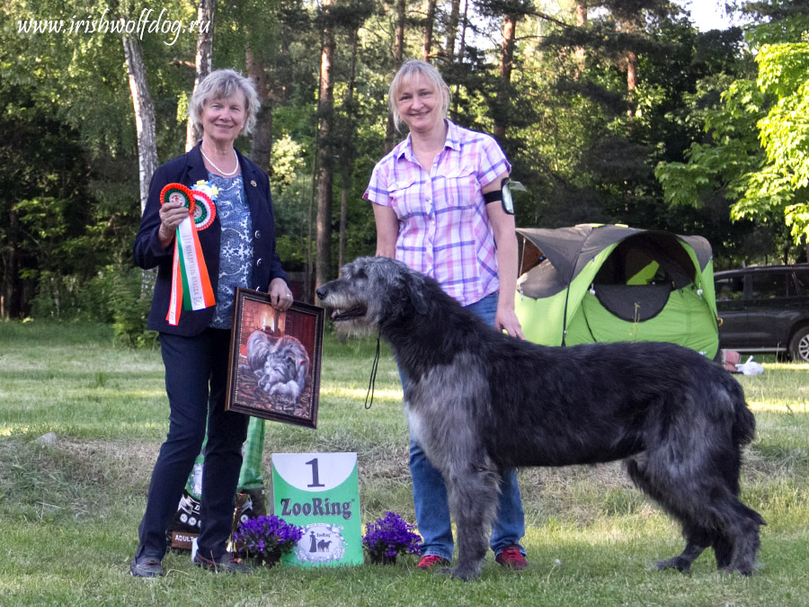 Irish Wolfhound. Kennel Tsarskaja Prihot