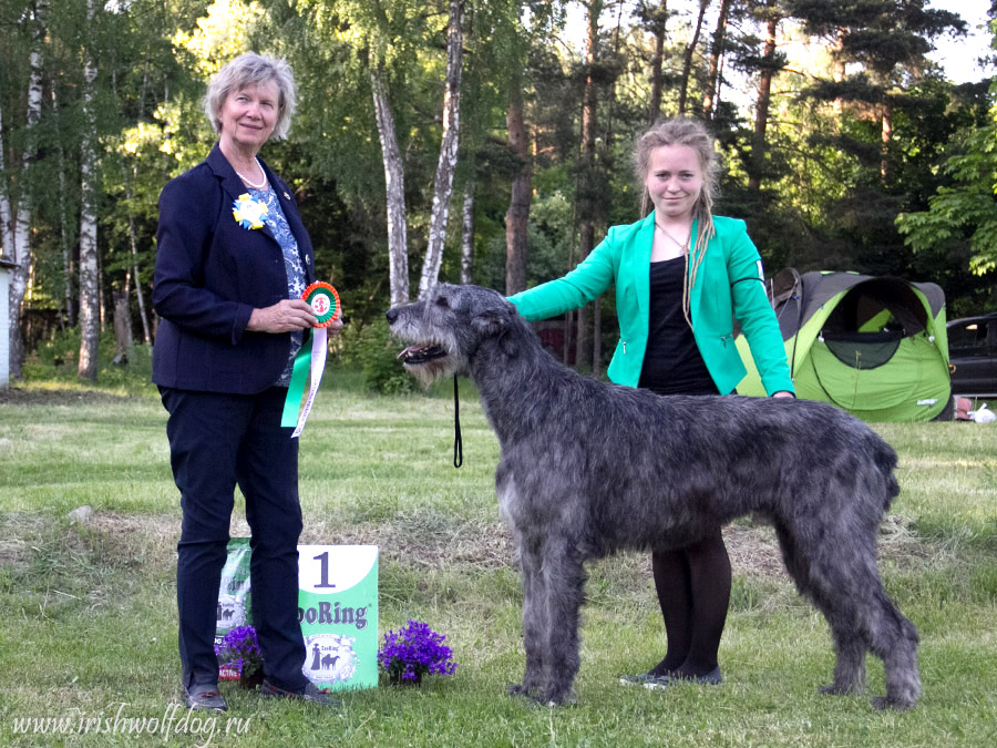 Irish Wolfhound. Kennel Tsarskaja Prihot