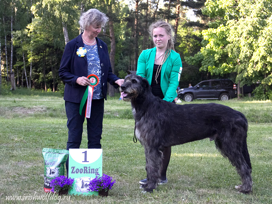 Fernmark Sleipnir Irish Wolfhound. Kennel Tsarskaja Prihot