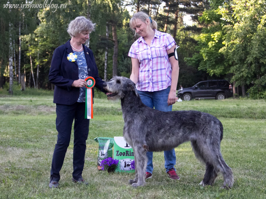 Царская Прихоть Ноирин Irish Wolfhound. Kennel Tsarskaja Prihot