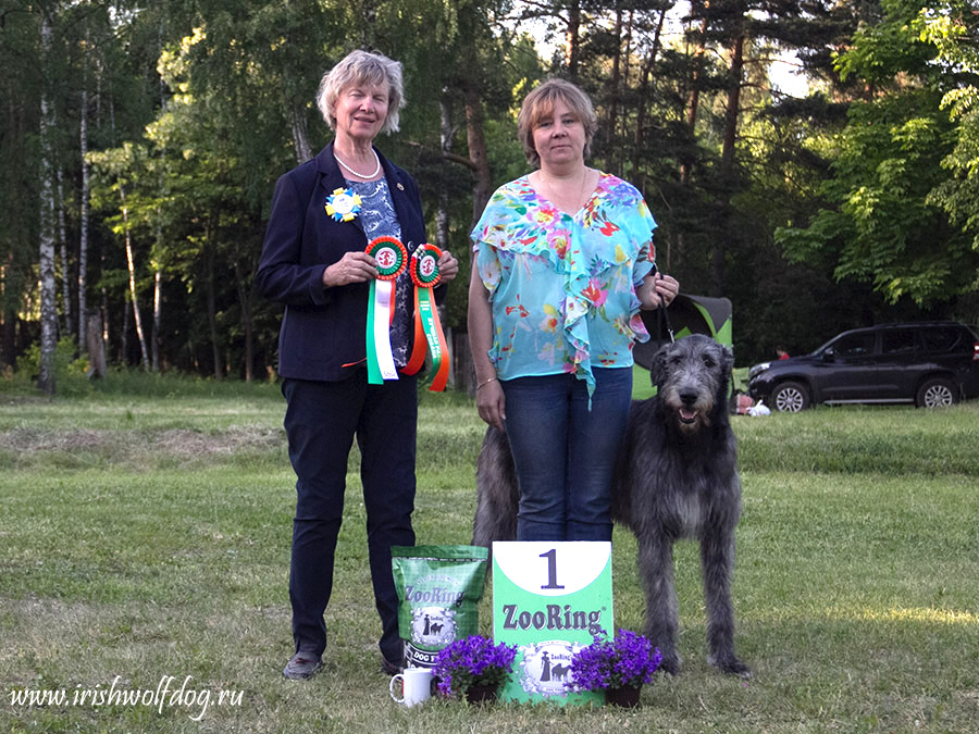 Irish Wolfhound. Kennel Tsarskaja Prihot