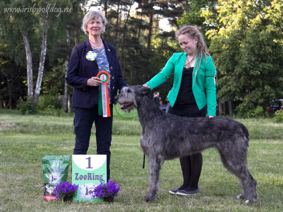 Irish Wolfhound. Kennel Tsarskaja Prihot